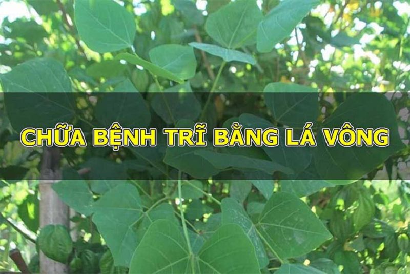 Top 10 cách trị bệnh trĩ dân gian tại nhà hiệu quả