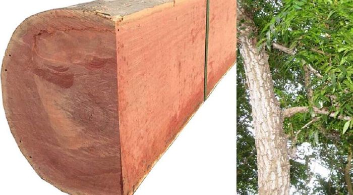 [Góc giải đáp] Gỗ xoan đào có tốt không?