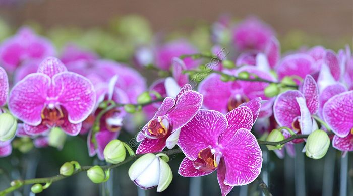 Phong lan tím có ở nước nào? Ý nghĩa của hoa lan tím