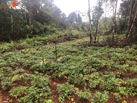 Dự án MHG Farm và lời cam kết về sâm Ngọc Linh chất lượng cao