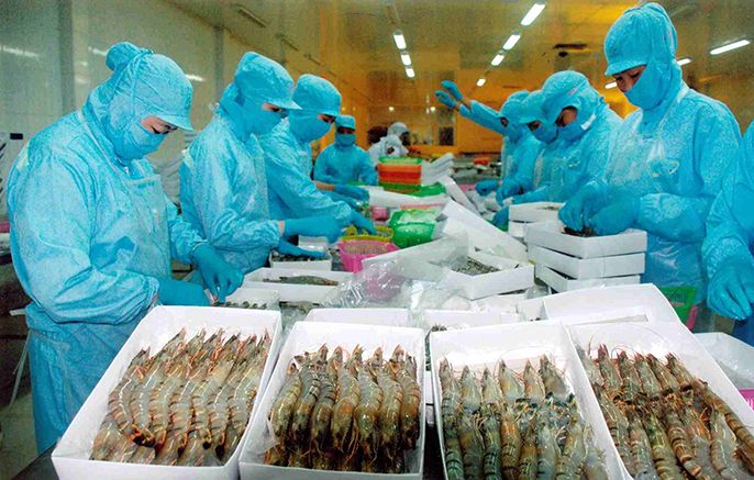 Bật mí quy trình sản xuất tôm đông lạnh xuất khẩu đạt chuẩn