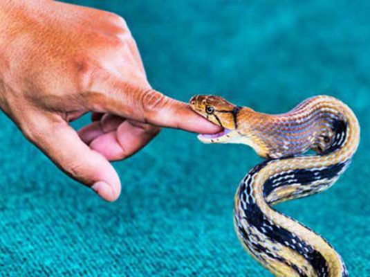 Mơ bị rắn cắn là điềm gì, đánh con gì xác suất vào bờ cao?