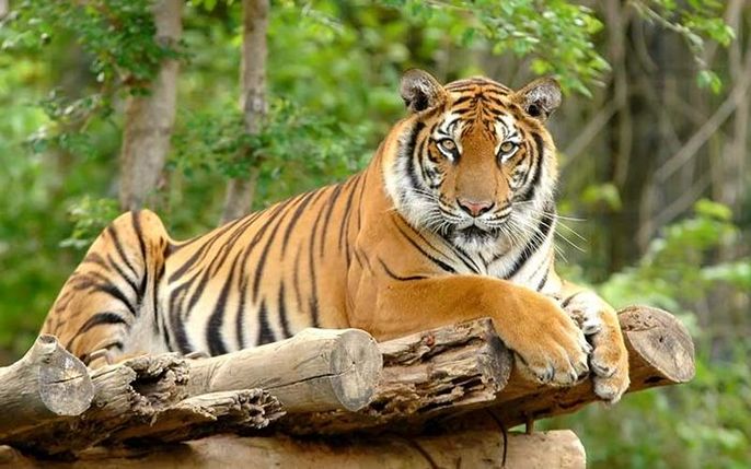 Tuổi Dần sinh giờ nào tốt? Đặc điểm chung người tuổi Dần