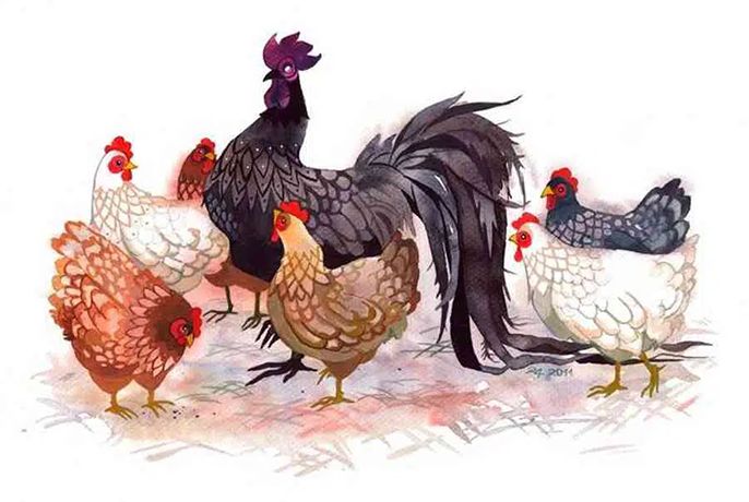 Giải mã tử vi cho tuổi Dậu - Người tuổi Dậu sinh giờ nào tốt?