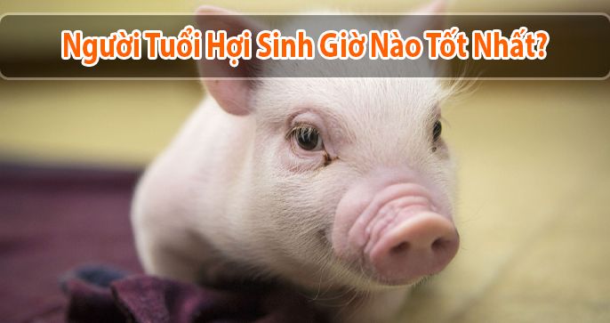 Giải đáp thắc mắc: Người tuổi Hợi sinh giờ nào tốt?