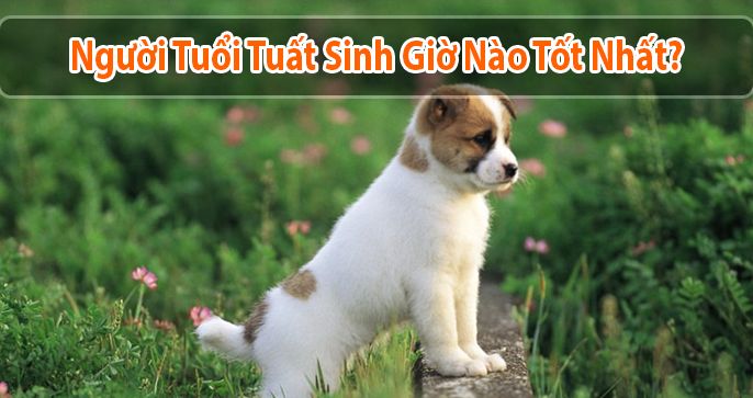 Tuổi Tuất sinh giờ nào tốt: Xem vận mệnh qua thời gian sinh
