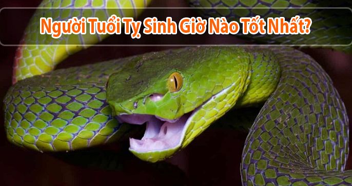Người tuổi Tỵ sinh giờ nào tốt nhất để gặp nhiều may mắn
