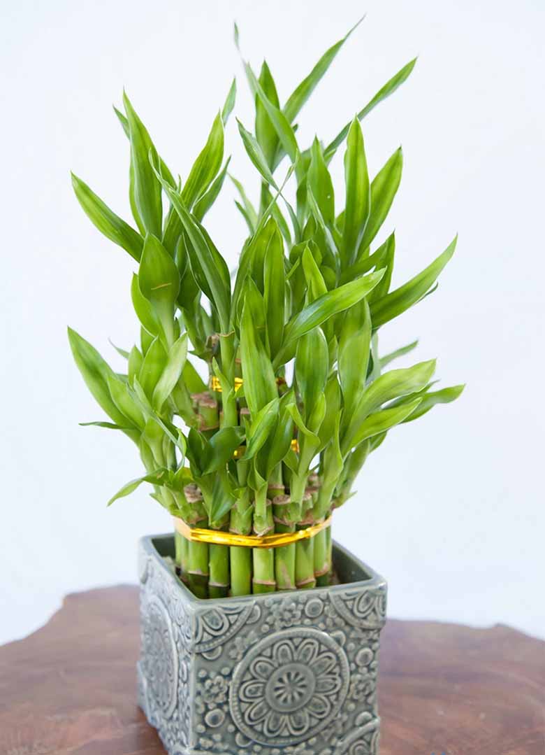 Top 5 cây cảnh trong nhà hợp phong thủy và dễ chăm sóc