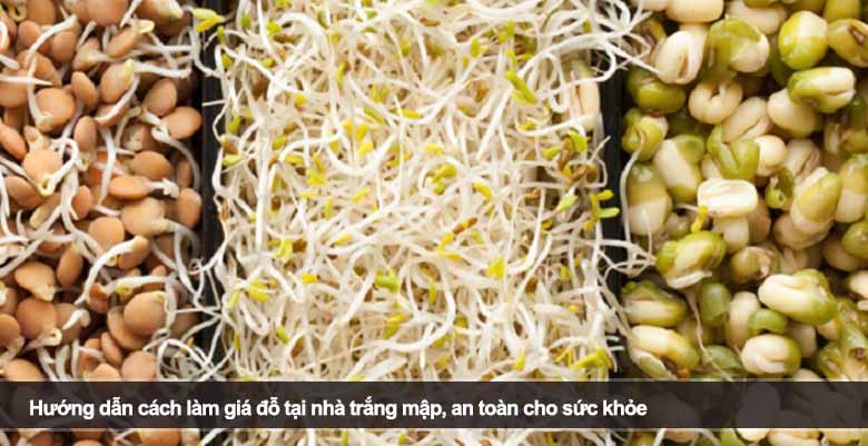 Hướng dẫn chi tiết cách làm giá đỗ trắng mập, an toàn tại nhà 