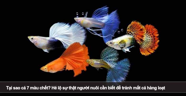 Tại sao cá 7 màu chết? Hé lộ sự thật người nuôi cần biết để tránh mất cá hàng loạt
