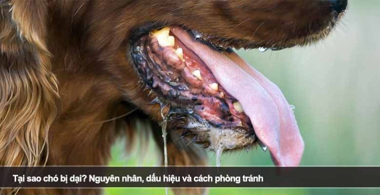 Tại sao chó bị dại? Nguyên nhân, dấu hiệu và cách phòng tránh