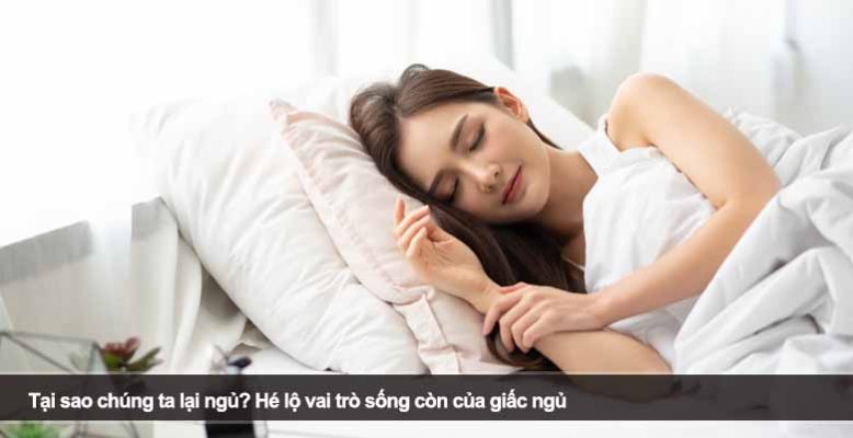 Tại sao chúng ta lại ngủ? Hé lộ vai trò sống còn của giấc ngủ